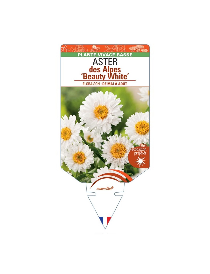 ASTER alpinus Beauty White voir ASTER des Alpes