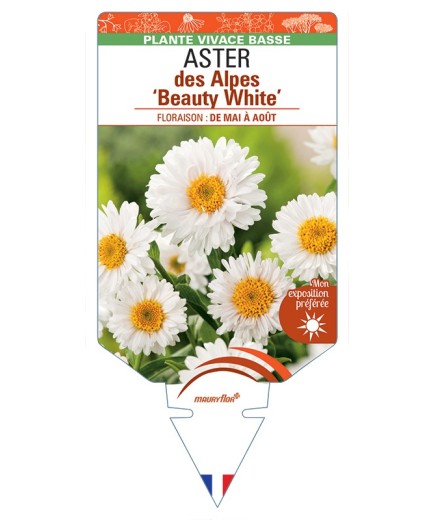 ASTER alpinus Beauty White voir ASTER des Alpes