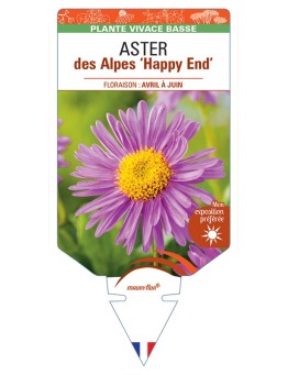 ASTER alpinus Happy End voir ASTER des Alpes
