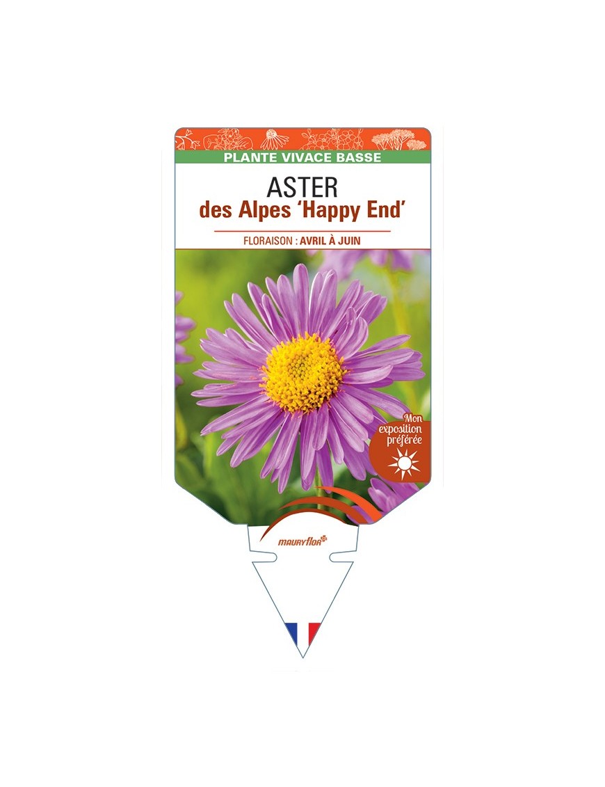 ASTER alpinus Happy End voir ASTER des Alpes