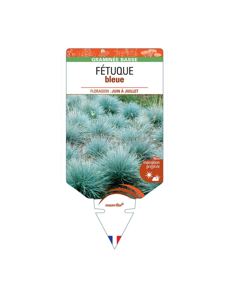 FÉTUQUE (bleu)