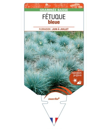 FÉTUQUE (bleu)