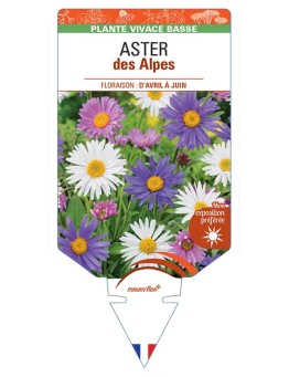 ASTER alpinus voir ASTER des Alpes (varié)