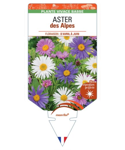 ASTER alpinus voir ASTER des Alpes (varié)