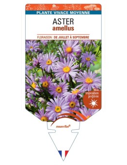 ASTER amellus