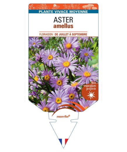 ASTER amellus