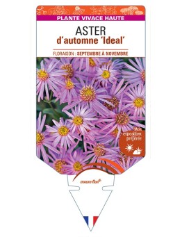 ASTER cordifolius Ideal voir ASTER d’automne