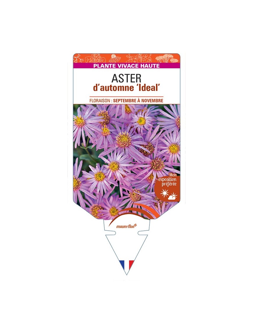 ASTER cordifolius Ideal voir ASTER d’automne