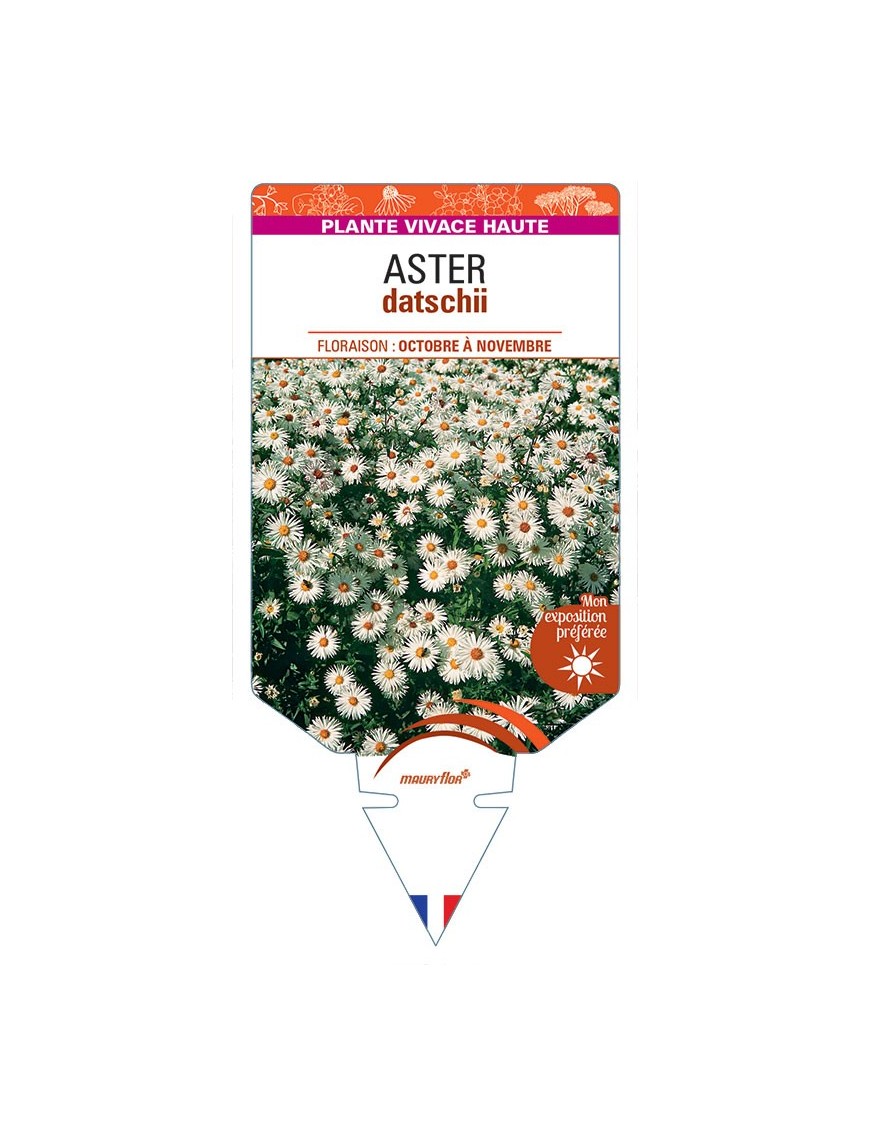 ASTER DATSCHII (blanc)