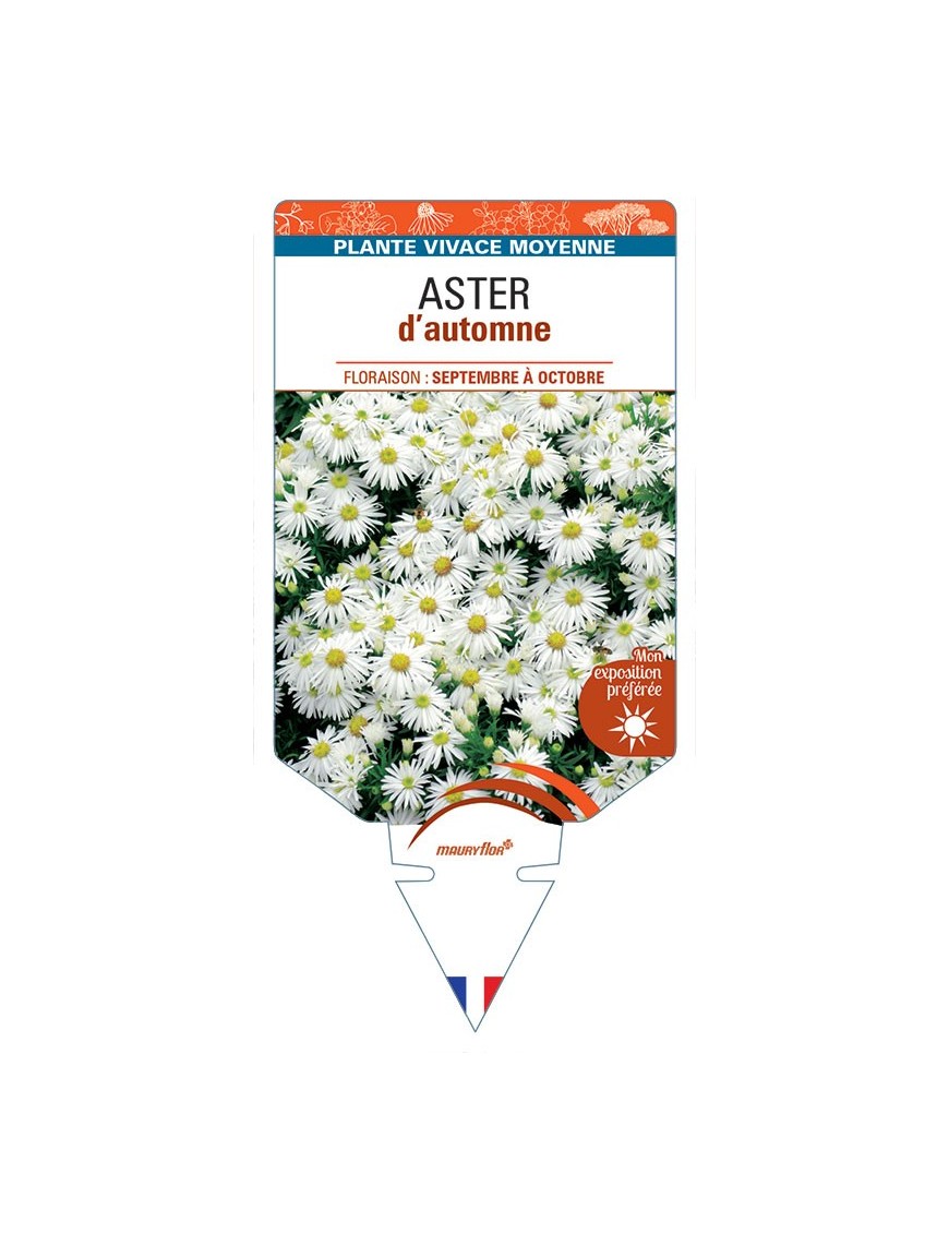 ASTER DUMOSUS D'AUTOMNE (blanc)