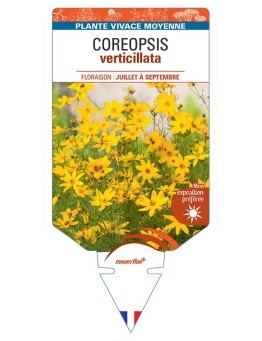 COREOPSIS verticillata (jaune) *