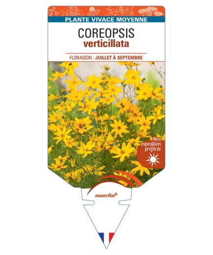 COREOPSIS verticillata (jaune) *