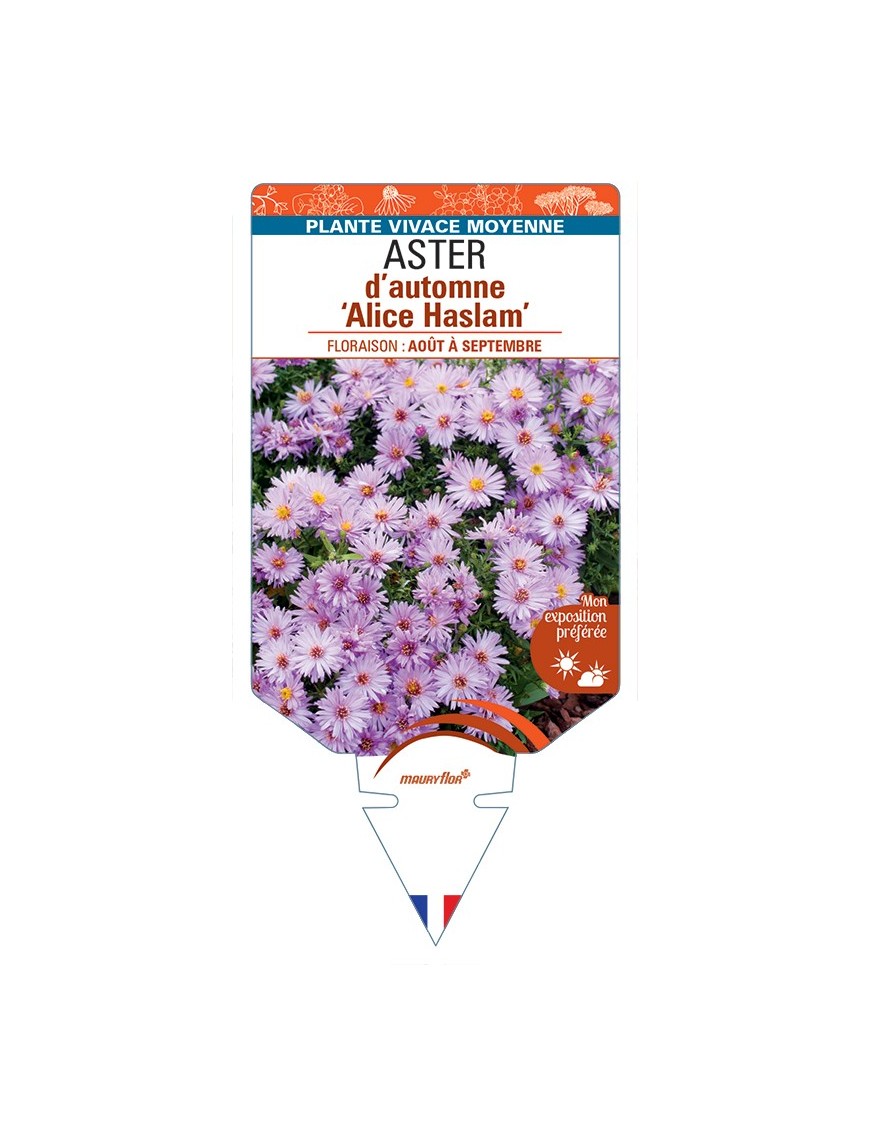 ASTER dumosus-Hybride Alice Haslam voir ASTER d’automne