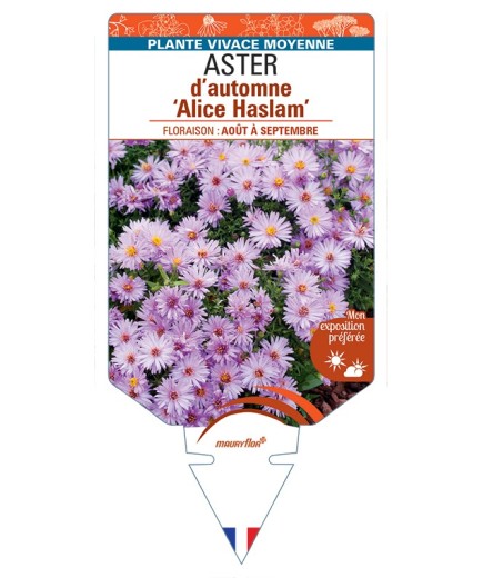ASTER dumosus-Hybride Alice Haslam voir ASTER d’automne