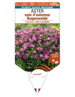 ASTER dumosus-Hybride Augenweide voir ASTER nain d’automne
