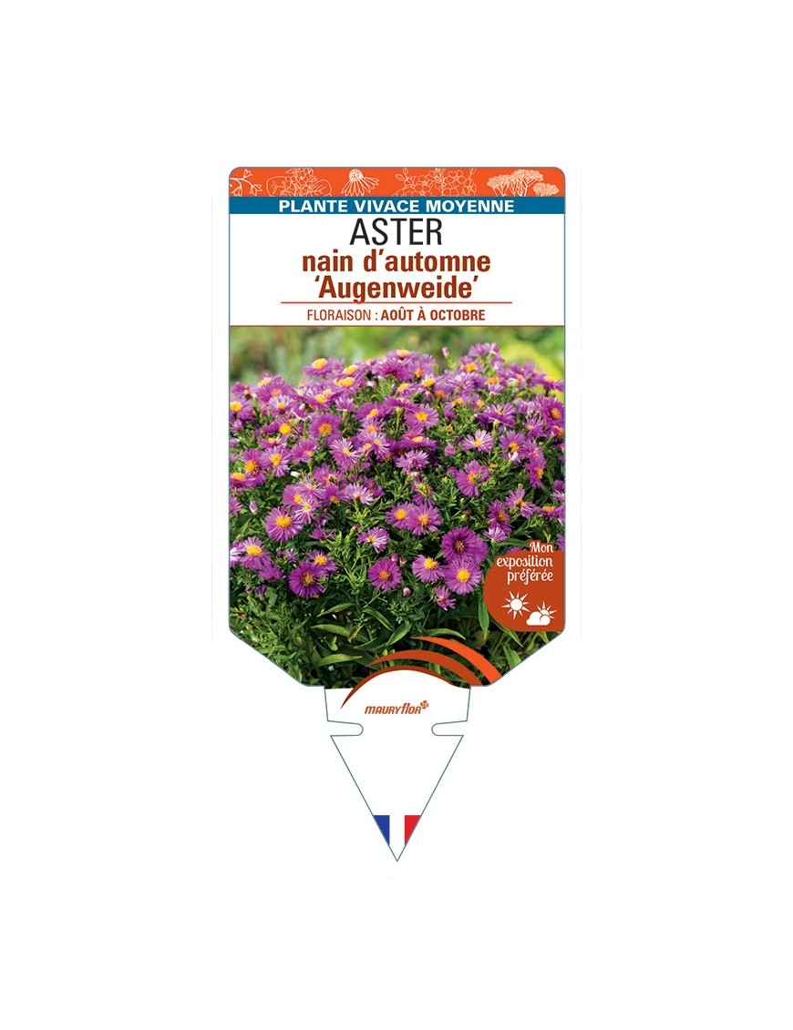 ASTER dumosus-Hybride Augenweide voir ASTER nain d’automne