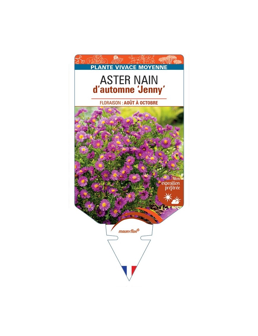 ASTER dumosus-Hybride Jenny voir ASTER nain d’automne
