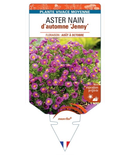 ASTER dumosus-Hybride Jenny voir ASTER nain d’automne