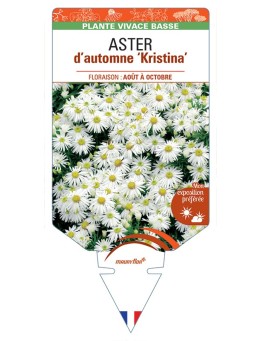 ASTER dumosus-Hybride Kristina voir ASTER d’automne