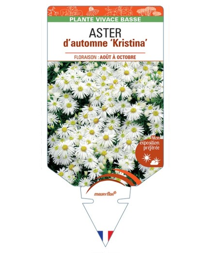 ASTER dumosus-Hybride Kristina voir ASTER d’automne