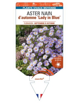 ASTER dumosus-Hybride Lady in Blue voir ASTER nain d’automne