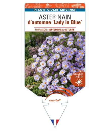 ASTER dumosus-Hybride Lady in Blue voir ASTER nain d’automne