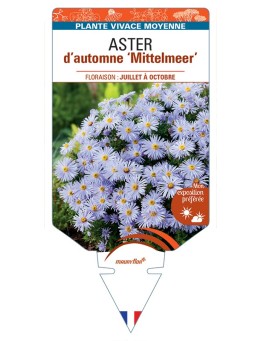 ASTER dumosus-Hybride Mittelmeer voir ASTER d’automne