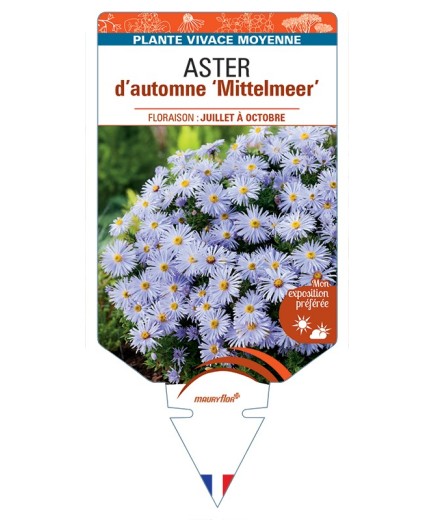 ASTER dumosus-Hybride Mittelmeer voir ASTER d’automne