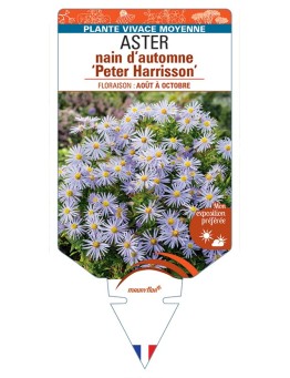 ASTER dumosus-Hybride Peter Harrisson voir ASTER nain d’automne