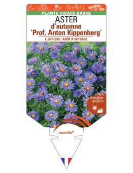 ASTER dumosus-Hybride Prof. Anton Kippenberg voir ASTER d’automne