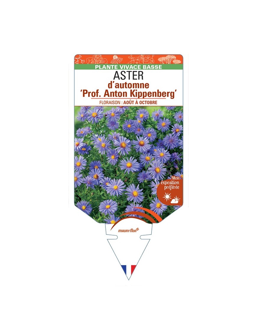 ASTER dumosus-Hybride Prof. Anton Kippenberg voir ASTER d’automne