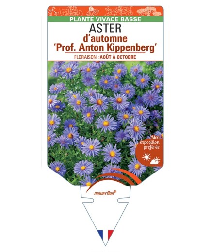 ASTER dumosus-Hybride Prof. Anton Kippenberg voir ASTER d’automne