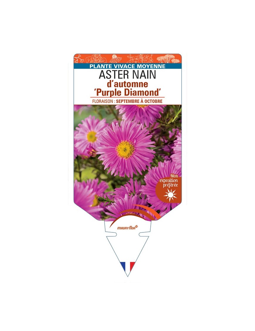 ASTER dumosus-Hybride Purple Diamond voir ASTER nain d’automne