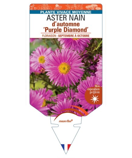 ASTER dumosus-Hybride Purple Diamond voir ASTER nain d’automne