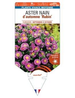 ASTER dumosus-Hybride Rubin voir ASTER nain d’automne