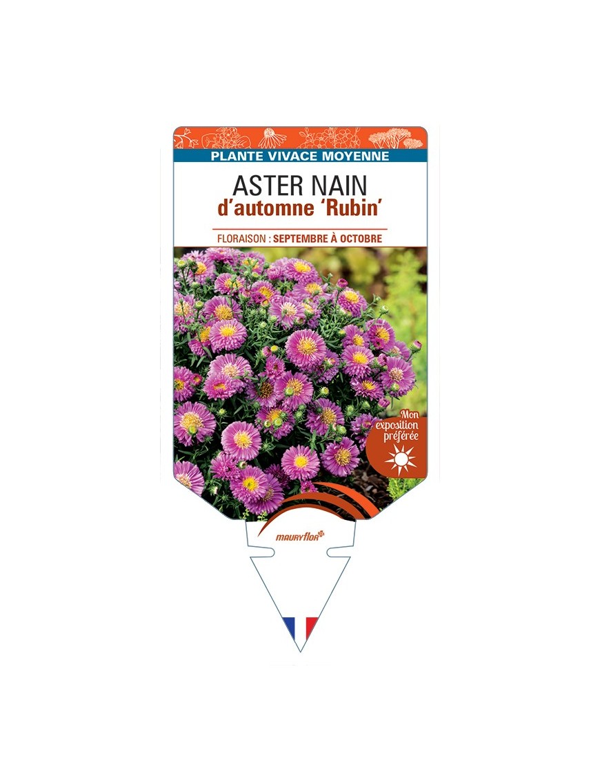 ASTER dumosus-Hybride Rubin voir ASTER nain d’automne