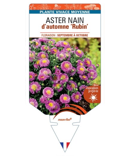 ASTER dumosus-Hybride Rubin voir ASTER nain d’automne