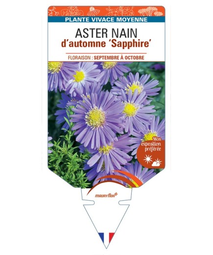 ASTER dumosus-Hybride SAPPHIRE voir ASTER nain d’automne