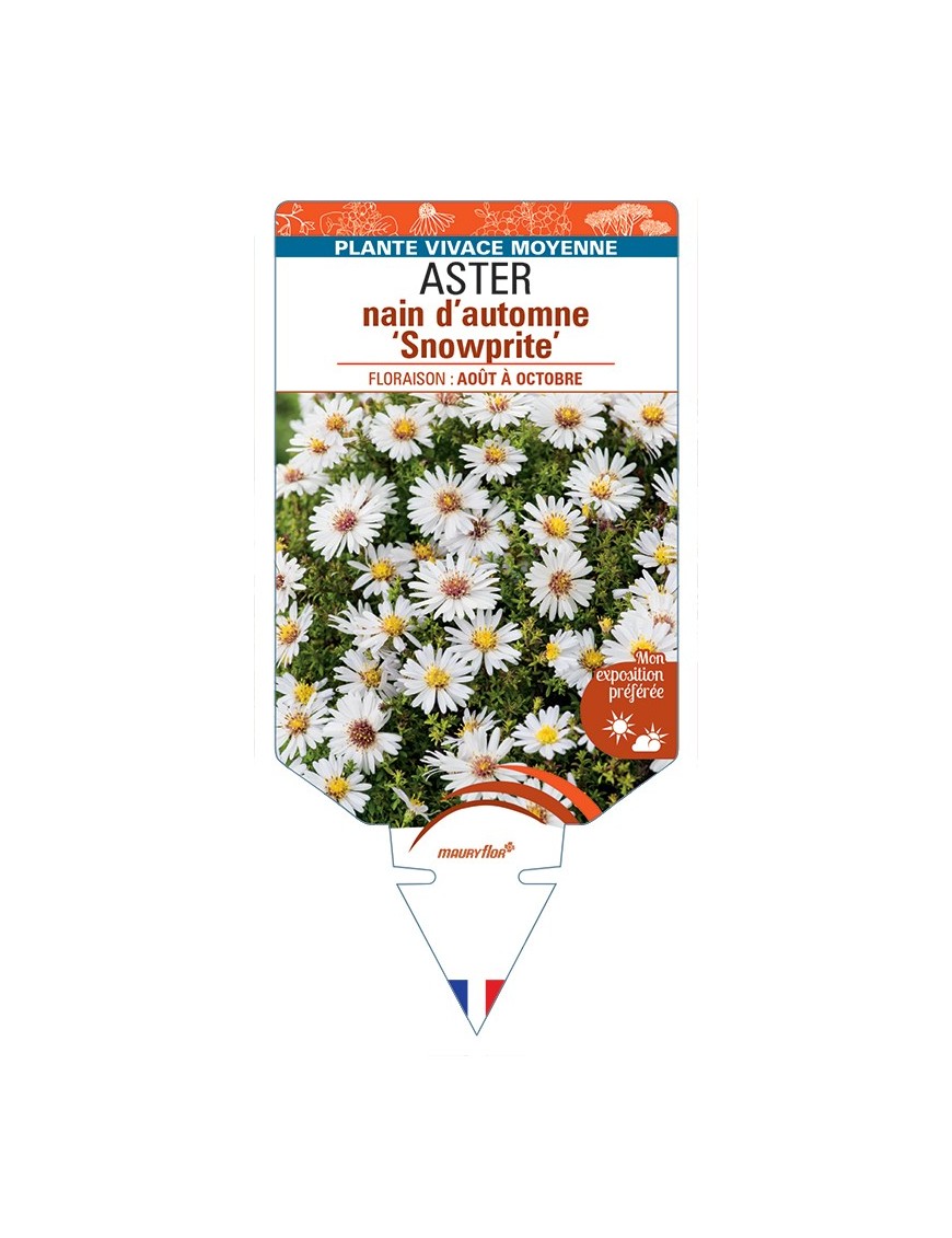 ASTER dumosus-Hybride Snow Sprite voir ASTER nain d’automne