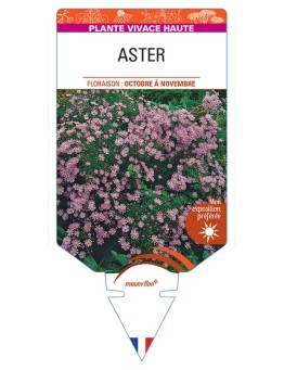 ASTER ERICOIDES (rose)