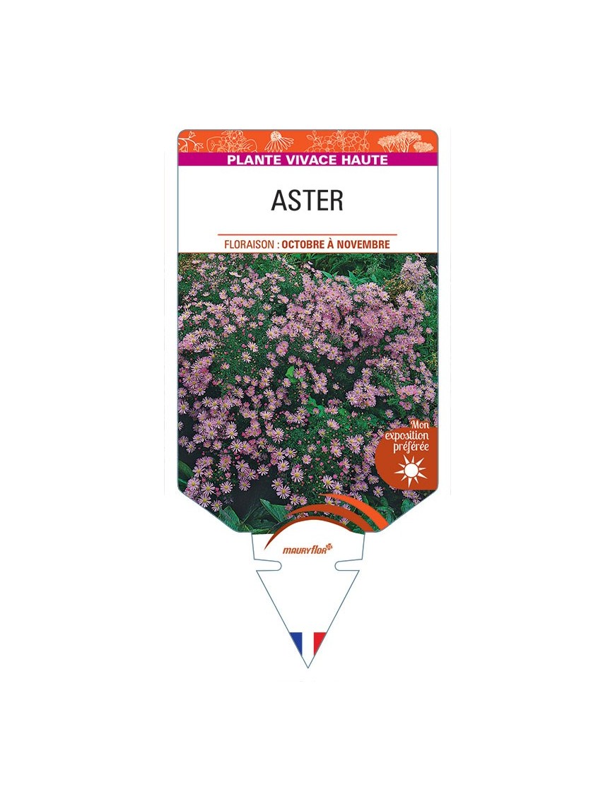 ASTER ERICOIDES (rose)