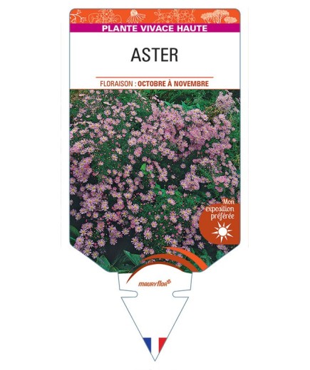 ASTER ERICOIDES (rose)