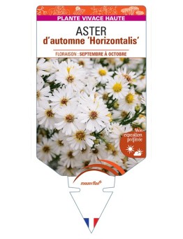 ASTER lateriflorus Horizontalis voir ASTER d’automne (blanc)