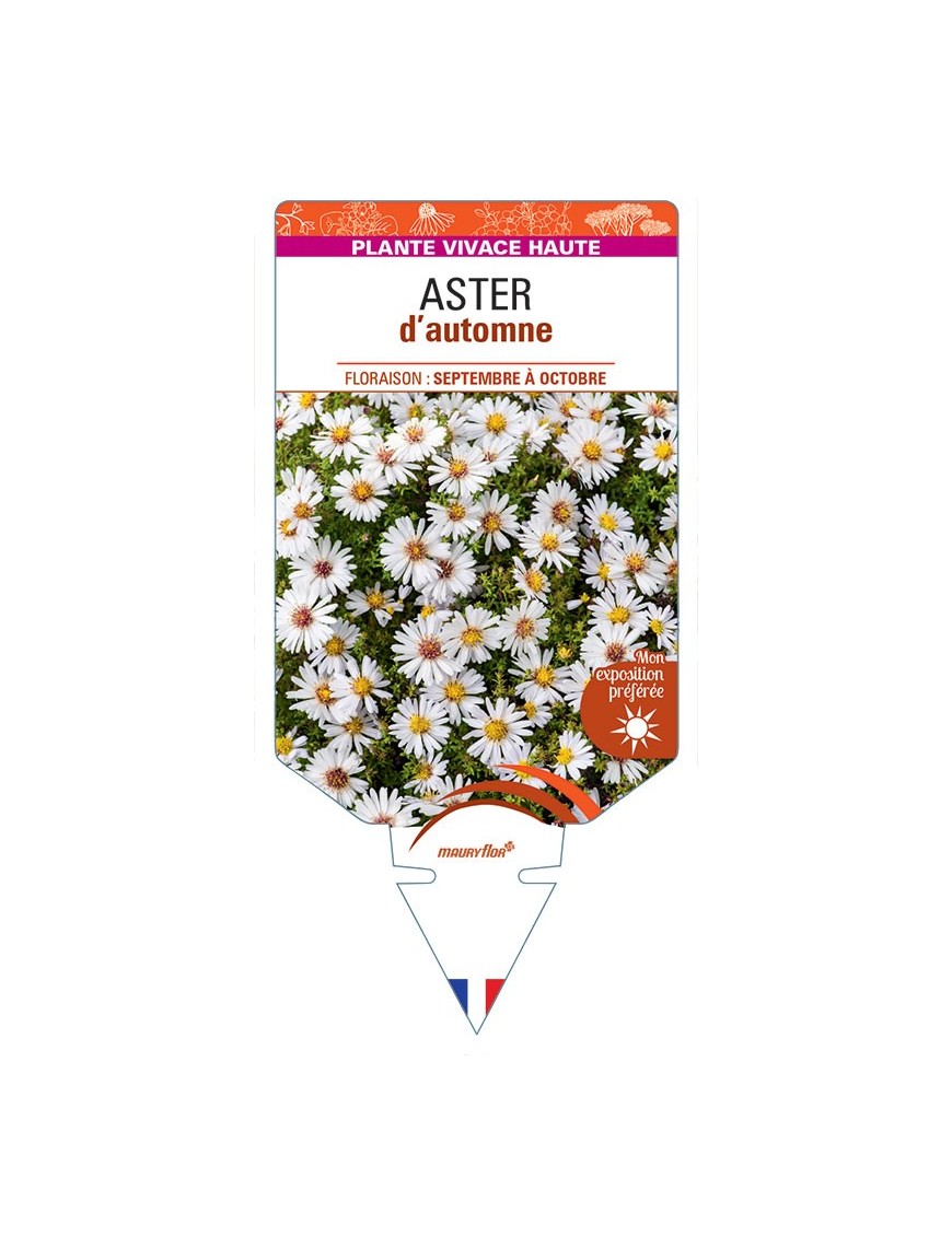 ASTER novi-belgii D'AUTOMNE (double blanc)
