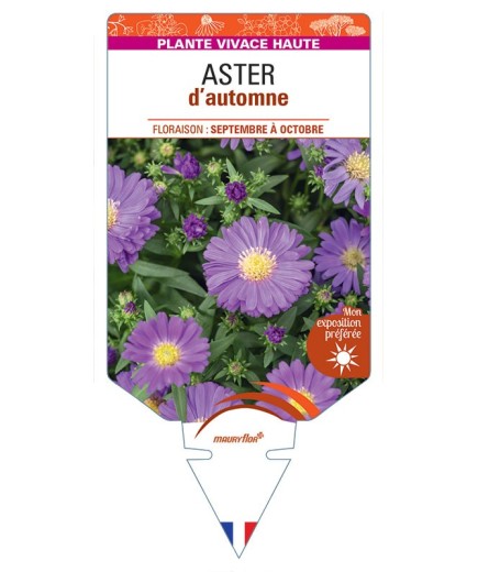 ASTER novi-belgii D'AUTOMNE (double bleu)