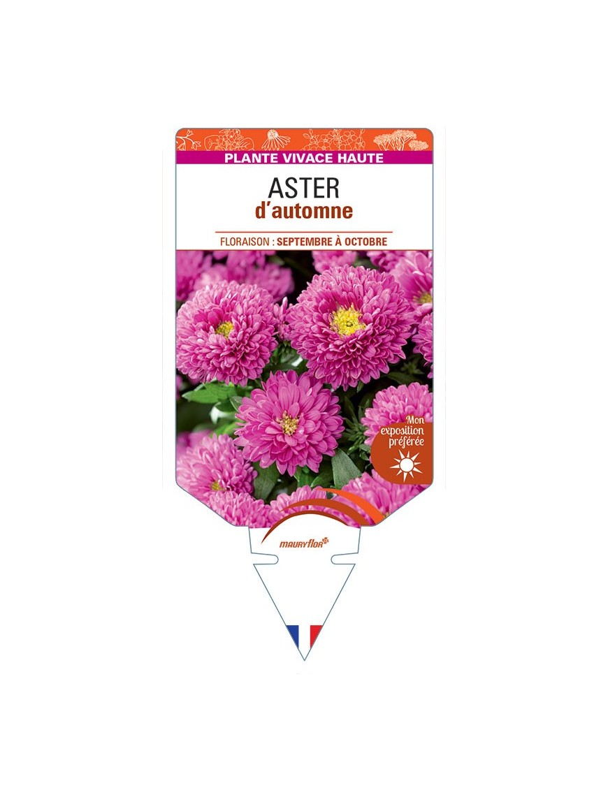 ASTER novi-belgii D'AUTOMNE (double rose)