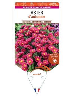 ASTER novi-belgii D'AUTOMNE (double rouge)