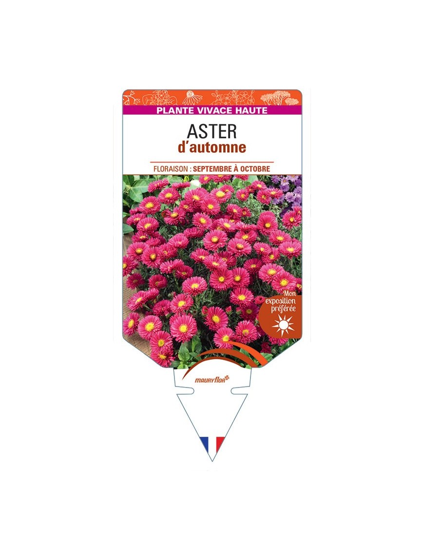 ASTER novi-belgii D'AUTOMNE (double rouge)