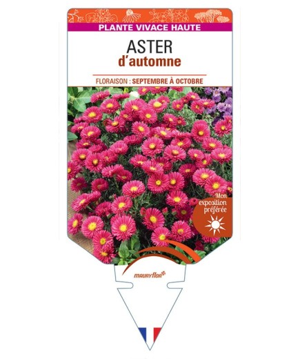 ASTER novi-belgii D'AUTOMNE (double rouge)