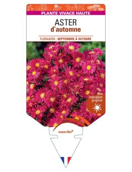 ASTER novi-belgii D'AUTOMNE (simple rose)